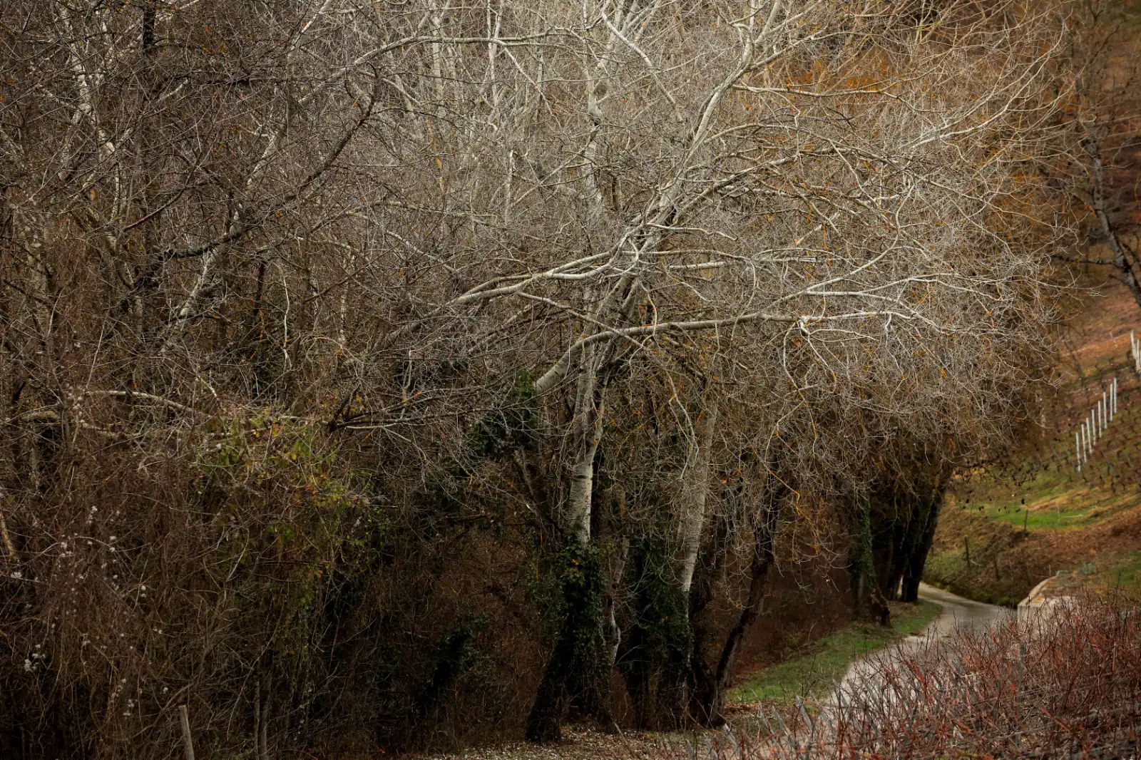 stephane-castella-photographe-geneve-landscape-00026